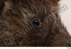  Hedgehog - Erinaceus europaeus # 3 